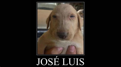 spanish dog meme|jose luis dog.